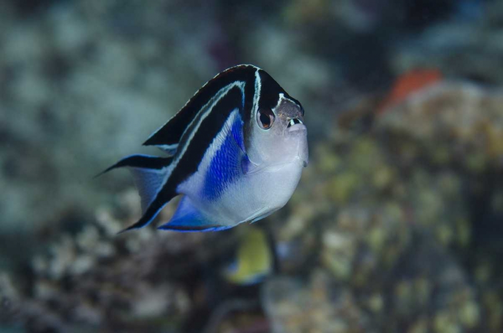 Indonesia, Papua, Cenderawasih Bay Angelfish